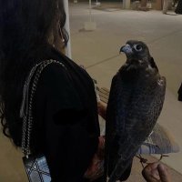 ᷂ننويّر السسعديَ . (@lll_5o5) 's Twitter Profile