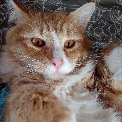 Simmer, occasional writer, thiser, thater, other thinger. 

If you want to help out a starving artist (and his cat) https://t.co/LBWzgM3tmB