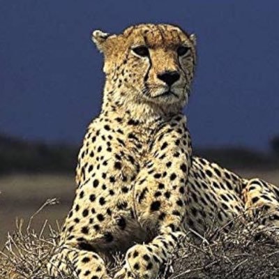 Gustavo19752626's profile picture. 