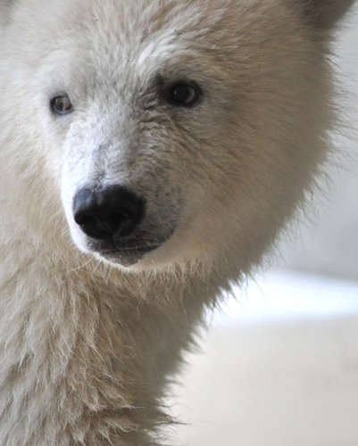 I’m Qannik. I was rescued in Alaska and came to the Louisville Zoo in 2011.  I’ll tweet my new life and the “most likely” times I will be on exhibit (official).