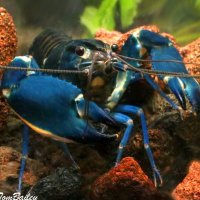 Sam King Lobter (@sam_g23_) 's Twitter Profile