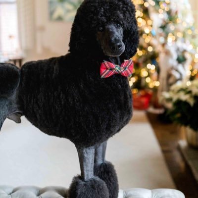 KraussH0use's profile picture. https://t.co/aaMFWy7ryl (AKC) Poodle - BTC - Engineer