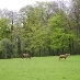 Paul Jackson (@stroudsladfarm) Twitter profile photo