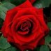 الوردة الجورية🌹 (@ward_elgory1) Twitter profile photo الوردة الجورية🌹 (@ward_elgory1) Twitter profile photo