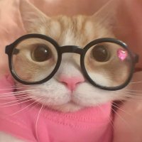 猫にエビ(@iHcelHKljF) 's Twitter Profile Photo