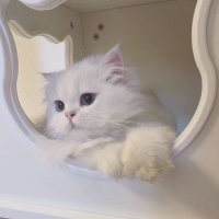 𝒮 (@ipr0pp_o) 's Twitter Profile