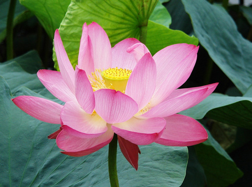 domyself31's profile picture. 