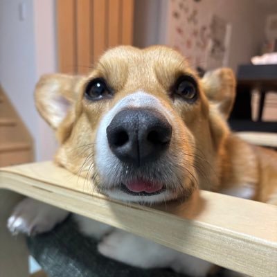 いのすけ🔅さんのプロフィール画像