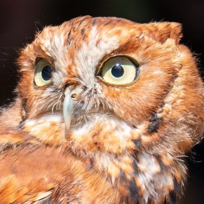 HappyOwl500 Profile Picture