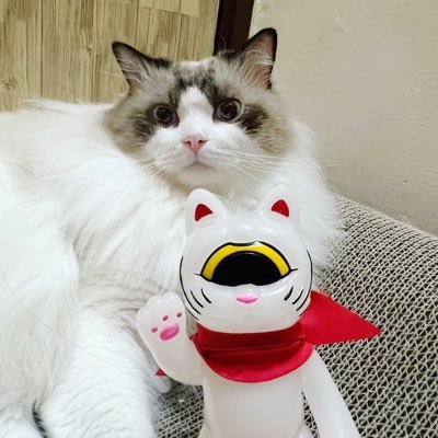 Love my cat 😸 Love my toy 🧸 Love my home, Hong Kong 🇭🇰