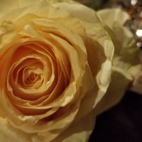 Nelda Rose (@neldaro70761386) 's Twitter Profile