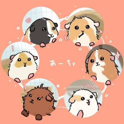 love_momo0325's profile picture. イングリッシュモモ♀💖アビシニアン長幸♂&テディ雛子♀💖シェルティ太陽♂💖アルパカケイティ♀💖🌈クレステッド紗織♂💖ロシアンスモーククレステッドあんころ豆大福♀
無言フォロー失礼します🙏TLに流れてくるモル写真は全部いいねしてしまいます🫶🥲❤️‍🩹