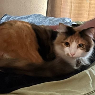 bobhope69604832's profile picture. Hey, just a bilingual guy who speaks English and Japanese and likes cute chubby girls 23 英語と日本語を話し、かわいいぽっちゃりした女の子が好きなバイリンガルの男ねえ