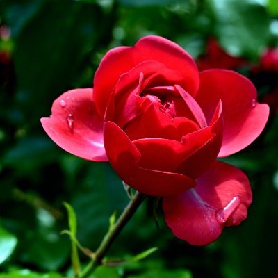 Viraj3704777945's profile picture. 