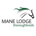 Mane Lodge (@manelodge) Twitter profile photo Mane Lodge (@manelodge) Twitter profile photo