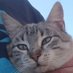 Miaau (@cazorlameteo) Twitter profile photo Miaau (@cazorlameteo) Twitter profile photo