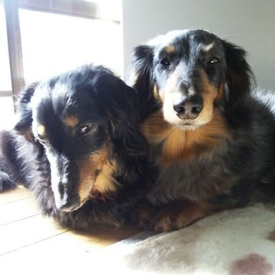 ponkotsuksyarou's profile picture. アイコンは一緒に暮らしてた愛犬。2015年撮影。
アイコン左、ブラックタンの♀(1999.6.24〜2016.12中旬)
アイコン右、シルバーダップル♂(2005.6.25〜2023.10.23)
愛犬の名前は公表してません🙇‍♂️
モンストが下手なダックス好きのオッサン。