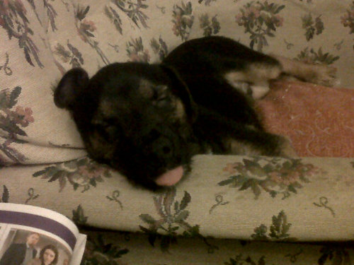 pwlltrap's profile picture. Mad bee keeper and full time carer.