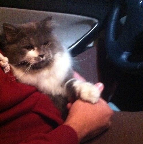 MhmdBr's profile picture. قط شيرازي دول فيس للبيع ذكر بسن التزاوج