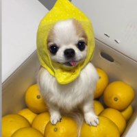 健康のびのび兎🍊🍵🗻 (@jacques_mirror) 's Twitter Profile