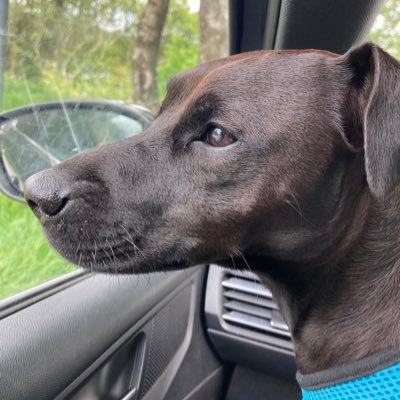 still a dog with a 🦴get back the £bns given to Tory donors. proud to have voted Labour & remain