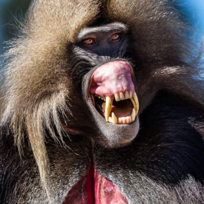 No_vn_cy's profile picture. je guette et reguette