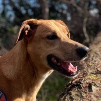 adventure dog cooper(@adventuredogco2) 's Twitter Profile Photo