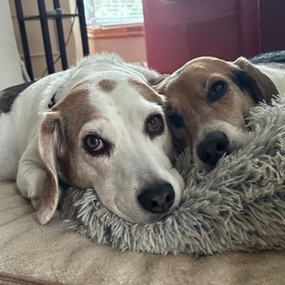 BFF Jack 🌈 OTRB July 22/22. Proud member of #Beaglebugclub.