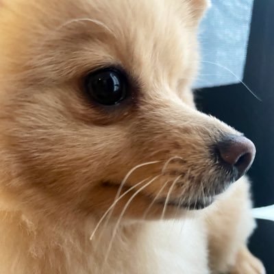 lo_uyl's profile picture. はじめまして♪ 現場介護→在宅勤務！子どもは2人👦長男・次男ともに 凸凹さん！ WWE大好き！ロマン・レインズ大好き！よろしくです( ˊ꒳ˋ ) ᐝ