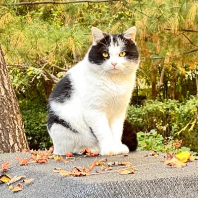 flyanson's profile picture. why you serous .we are chaos