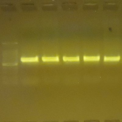 icsccb's profile picture. International Center for Stem Cells, Cancer and Biotechnology (ICSCCB), Delhi, India. Conducting Research, Hands-on Training Workshops, Certificate Programs.