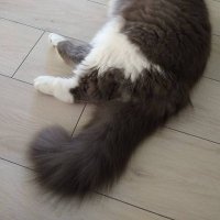 猫ネコねこ(@neconosipoo) 's Twitter Profile Photo