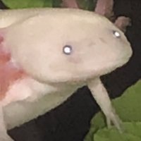 Bawer (@bawibawer) 's Twitter Profile