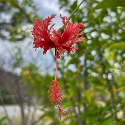 TosYokoi's profile picture. 