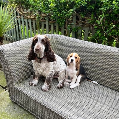 We are Coco & Bowie living our best lives with our family watched over by angel sisters Summer and Betsy 💕💕we live with M&D and Grandma Rich Tea! 😋😋