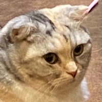 女 (@km_y82) 's Twitter Profile