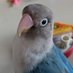 ãŽãã®ã¯ã£ãŽãYO! (@piyoyoyopipipi) Twitter profile photo ãŽãã®ã¯ã£ãŽãYO! (@piyoyoyopipipi) Twitter profile photo