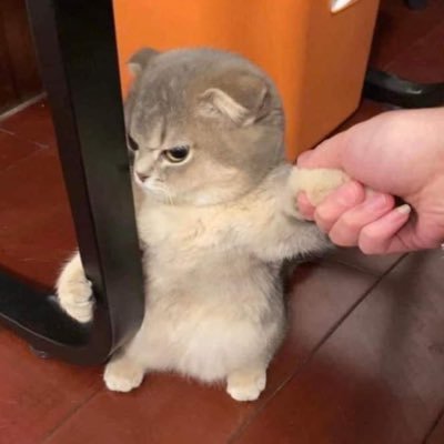 bhriealle's profile picture. I love cats! | side account for vtubers | kamioshi: 🦖🥽