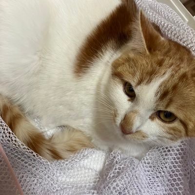 (・∀・)さんのプロフィール画像
