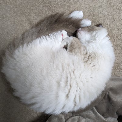 もちこさんのプロフィール画像