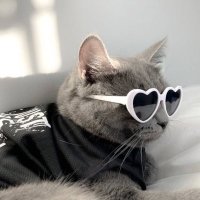 love cat(@SZinza) 's Twitter Profile Photo