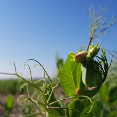 Pea and Soybean research group of Dr Tom Warkentin in the Crop Development Centre, Department of Plant Sciences at the University of Saskatchewan.