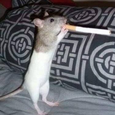 FreitasBricio's profile picture. pós graduando em dança de rato