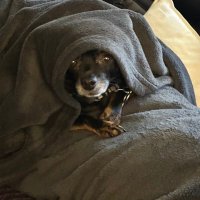 Yankev (@yankevwit) 's Twitter Profile