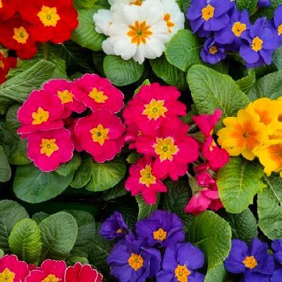 limo4590's profile picture. Uninteressant.