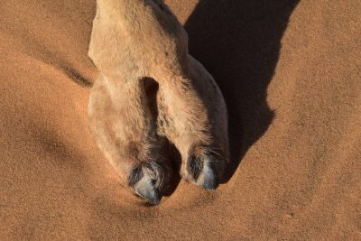 Cameltoekn