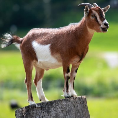 @goat35498471931