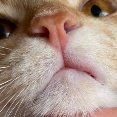 初めて劇場で観た映画はSTAR WARS/ep.1🎞リーアムとユアンを推しつつ最推しはマッツとSPCTな愛猫2匹🐈🇹🇭推しは推せる時にを常に心に金銭感覚狂いっぱなし🕺🏻基本推し多め。マニージャシント💙ENHYPEN🩵いいね&無言フォロー失礼します🙇🏻♀️