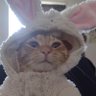 chiken_very's profile picture. I like birds
and my cats