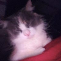 Unapologetic Cat (@notsorrycat) 's Twitter Profile Photo Unapologetic Cat (@notsorrycat) 's Twitter Profile Photo